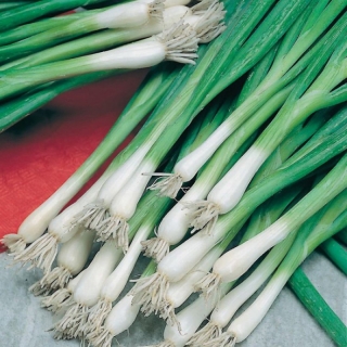 Лук Нежность