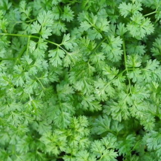 Кервель Ажурный