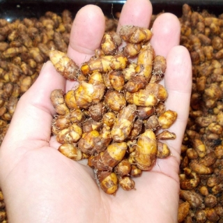 Чуфа Нафаня