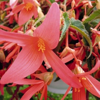 Бегония Копакабана F1 лососевая боливийская