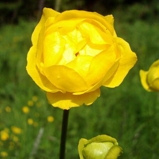 Купальница Европейская (большой пакет)