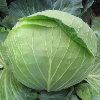 Капуста Каменна глова