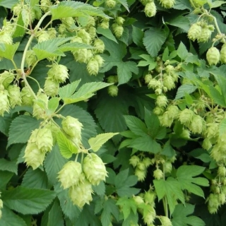 Хмель Ниндзя японский