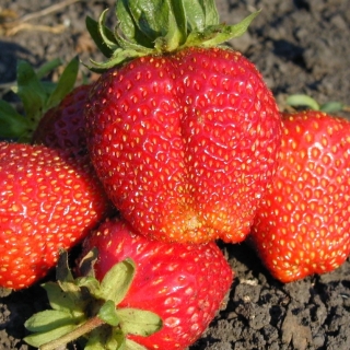 Земляника Гигантелла