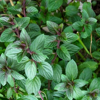 Мята Москвичка