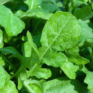 Рукола Деликатесная