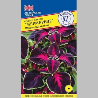 Колеус Мермеризе Шоколадная роза