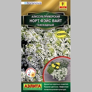 Алиссум Норт Фэйс Вайт (каскадный)