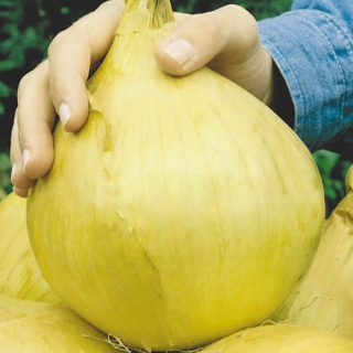 Лук Русский размер (репчатый)