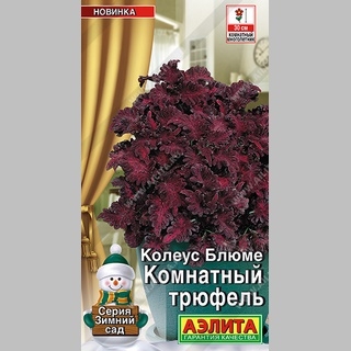 Колеус Комнатный трюфель