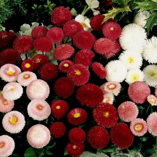 Маргаритка Помпонная, смесь