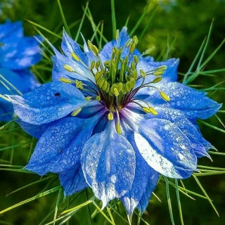 Нигелла Голубая дамасская