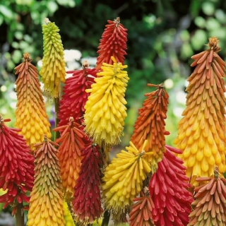 Книфофия Африканский гость смесь сортов