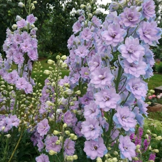 Дельфиниум Джиневер (культурный)