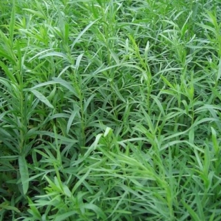 Эстрагон Ацтек