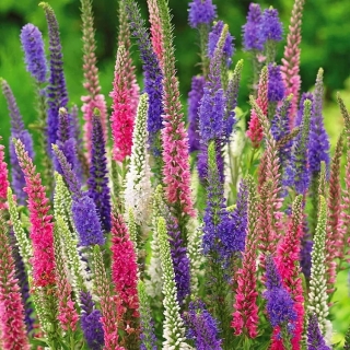 Вероника колосистая Смесь окрасок