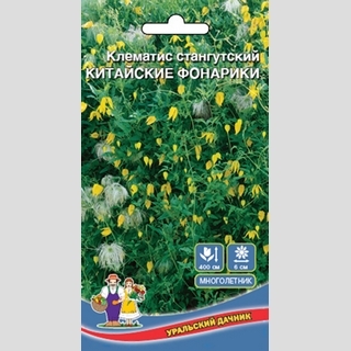 Клематис Китайские Фонарики - тангутский