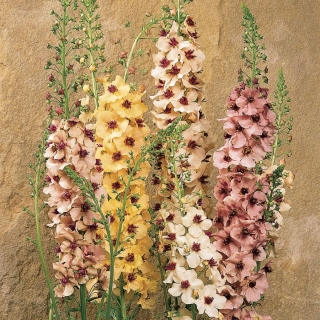 Вербаскум гибридный Южный шарм