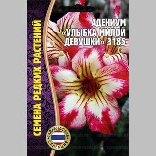 Адениум Улыбка Милой Девушки 3185 (тучный) (большой пакет)