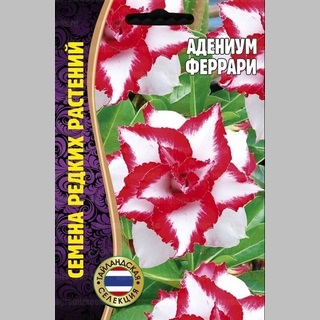 Адениум Феррари (тучный) (большой пакет)
