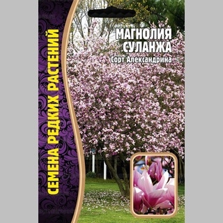 Магнолия Суланжа (большой пакет)