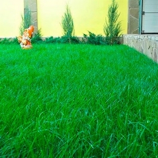 Газонная трава SUNSHINE смесь для солнечного участка 1кг (большой пакет)