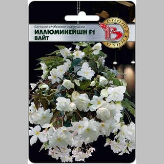 Бегония Иллюминейшн F1 Вайт (ампельная)