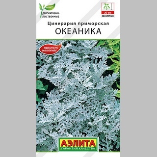 Цинерария Океаника