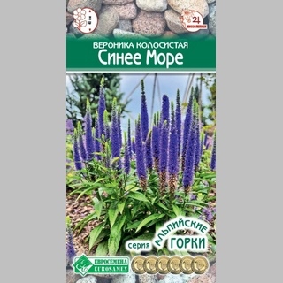 Вероника Синее море (колосистая)