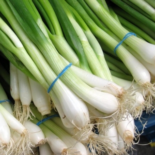 Лук Легионер