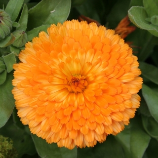 Календула Семейный Доктор