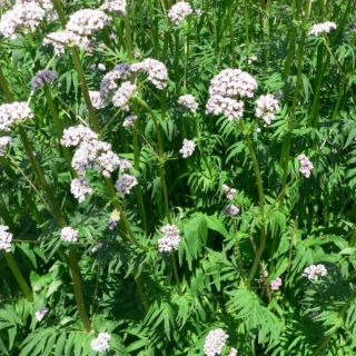 Валериана Кардиола лекарственная