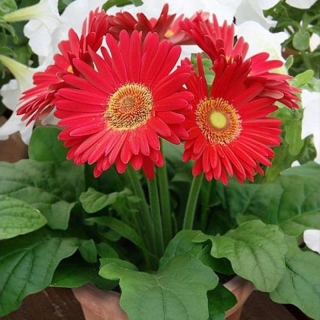 Гербера Мега Революшн F1 Роз Вит Лайт Ай (горшечная)