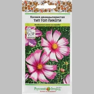 Космея Тип Топ Пикоти (дваждыперистая)