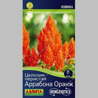 Целозия Аррабона Оранж (перистая)