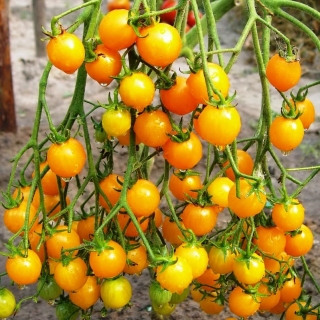 Томат Вишня янтарная