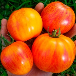 Томат Кровоточащее сердце