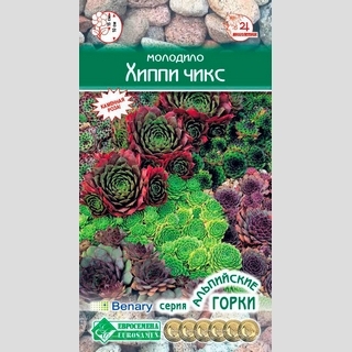 Молодило Хиппи Чикс