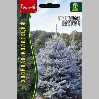 Ель Кайбаб голубая (Kaibab) (большой пакет)