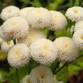 Матрикария Сноу болл  (белая)