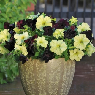 Петуния Софистика F1 Блекберри энд Лайм Грин