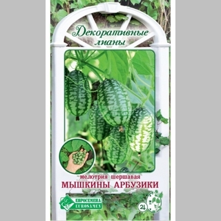 Мелотрия Мышкины арбузики (шершавая)