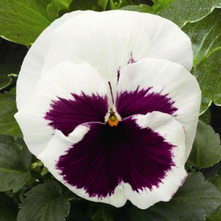 Виола Эверест