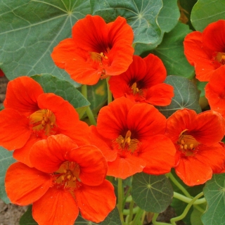 Настурция Король Теодор низкорослая