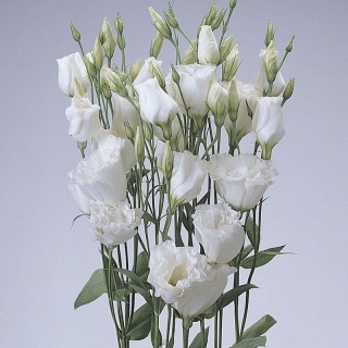 Эустома Эйбиси F1 Белая