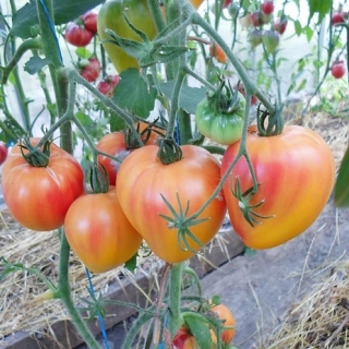 Томат Абрикосовое Сердце Зебры (Coeur De Zebre Apricot) (большой пакет)