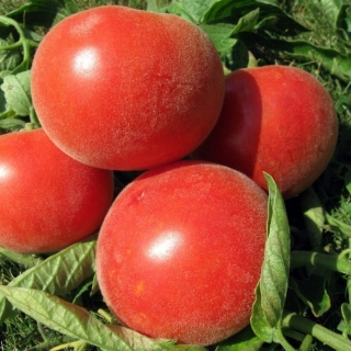 Томат Абрикосовый