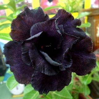 Адениум Черное Болото (тучный) (большой пакет)