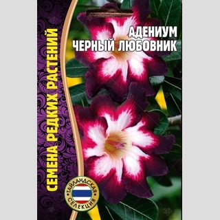 Адениум Черный Любовник (тучный) (большой пакет)