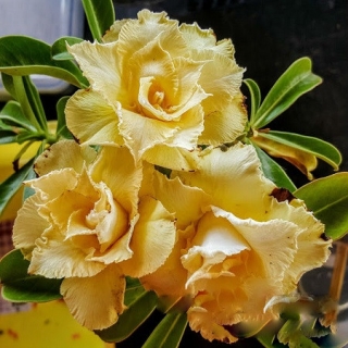 Адениум Золотое Дно (тучный) (большой пакет)